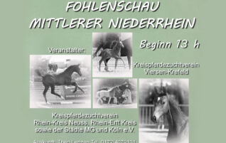 Fohlenschau Mittlerer Niederrhein